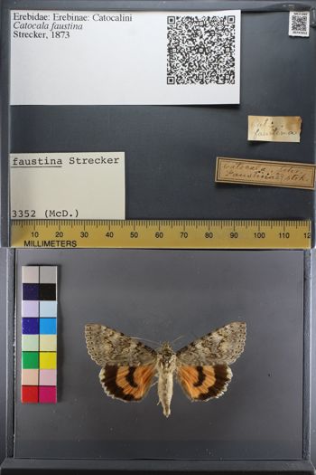 Media type: image;   Entomology 747652